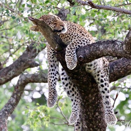 Pungwe Safari Camp Villa Manyeleti Doğa Koruma Alanı Dış mekan fotoğraf